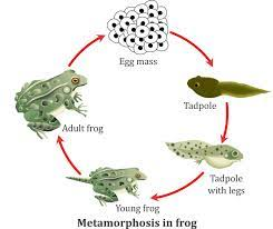 Frog lifecycle.png