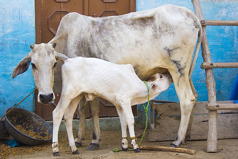File:Mother's Love Cow & Calf.jpg