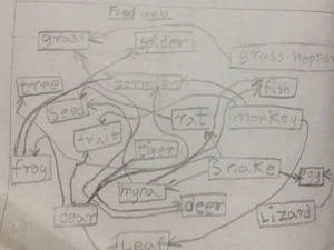 Image food chain .png