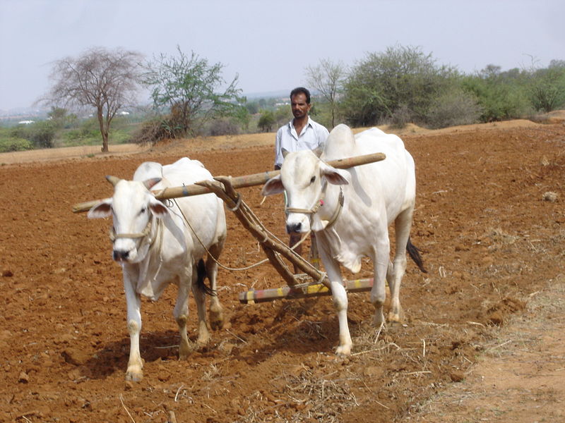 File:Mahabubnagar District farmer.jpg