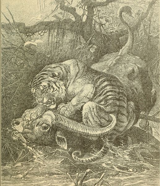 File:Animals in action; studies and stories of beasts, birds and reptiles; their habits, their homes and their peculiarities (1901) (14568810978).jpg