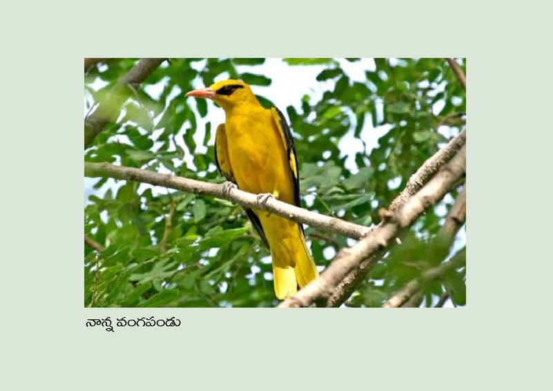 File:Birds in Telugu from Vidyaonline.pdf