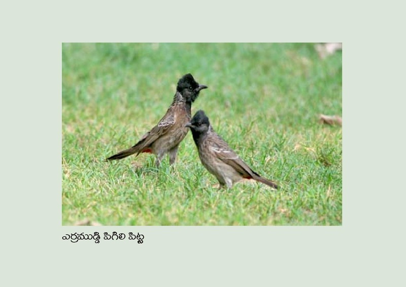 File:Birds in Telugu from Vidyaonline.pdf