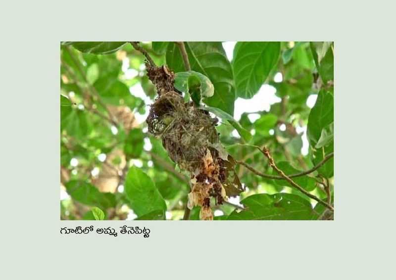 File:Birds in Telugu from Vidyaonline.pdf