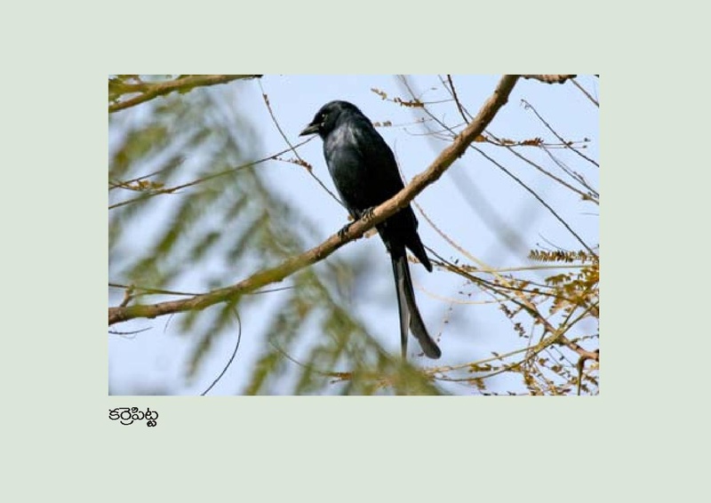 File:Birds in Telugu from Vidyaonline.pdf