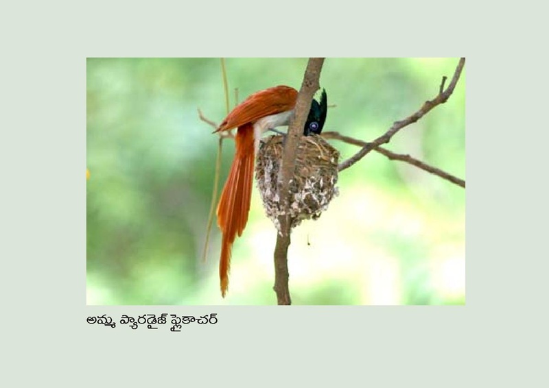 File:Birds in Telugu from Vidyaonline.pdf