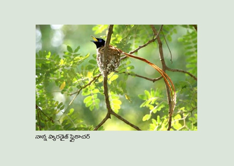 File:Birds in Telugu from Vidyaonline.pdf