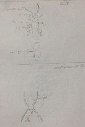 Image insect drawing.png