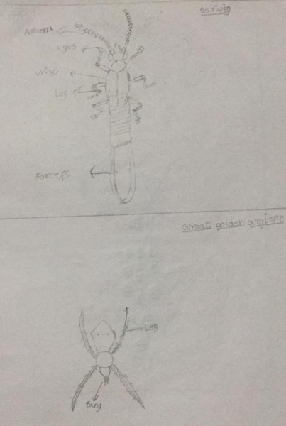 File:Image insect drawing.png