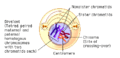 Prophase 1.gif